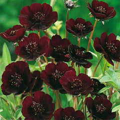 Rare Chocolate Flowers Seeds Cosmos Bonsai