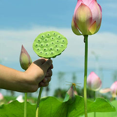 Lotus Root Seeds Edible Plant Fruit Seed,Grow Beautiful Lotus Flowers and Roots for Home Garden,Organic Healthy Vegetable Seed