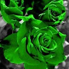 Green Rose Rosa Flowers Seeds Bush Shrub Perennial Flower