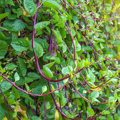 Perennial Basella Rubra Malabar Spinach Herb Seeds for Planting