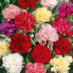 Mixed Carnation Flower Seeds - AKA. Dianthus Caryophyllus Chabaud Mix for Planting Perennial
