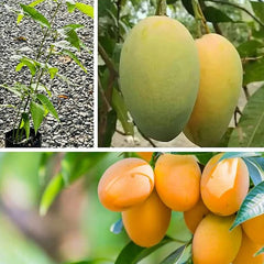 Mango Fruit Seed Delicious Non-GMO Fruit Juicy Fruits Robust Flavor High Yield Flourishing Makes Great Edging