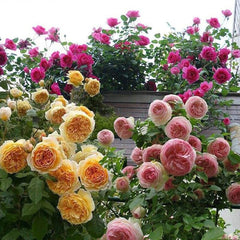Mix Climbing Rose Seeds for Planting Outdoors Ornamental Climbing Flowers