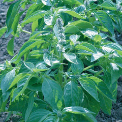 Basil, Lemon