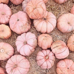 Pink Pumpkin Seeds