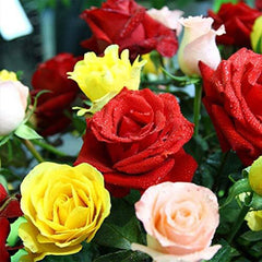 Mixed Multicolored Rose Flower Seeds Perennial Flowers Rare Plants Garden Bonsai