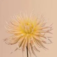 APRICOT STAR