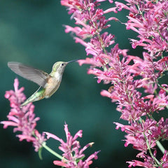 Autumn Magic Pollinator Collection Seeds