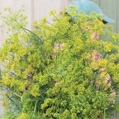 Bouquet Organic Dill Seed