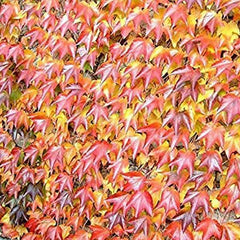 Boston Ivy Seeds