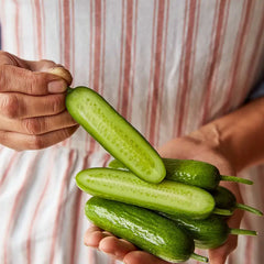 Cucumber, Mini, Party Time Hybrid