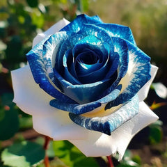 Sapphire Gem Twin Roses