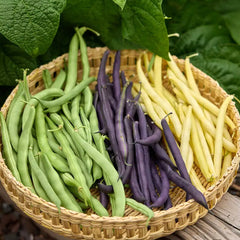 Bean, Three Color Blend