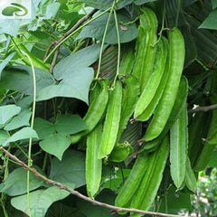 Winged Pea Seeds Four Angled Bean Dragon Bean Seeds