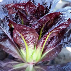 Coffee Leaf lettuce Seeds