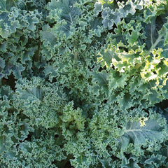 Kale, Prizm Hybrid
