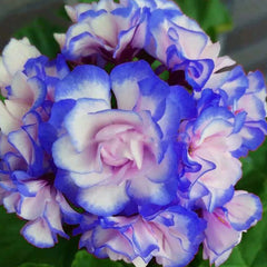 Rare 'Night Blue' Geranium Seeds Appleblossom Rosebud Pelargonium Perennial
