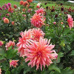 Dahlia Labyrinth Flower Seeds Exotic Mix