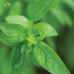 Basil, Genovese