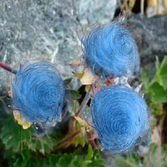 Blue Prairie Smoke Flower