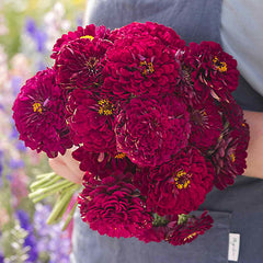 Giant Wine Zinnia Seeds