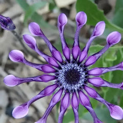 Osteospermum Mix Seeds Spider Daisy Rare