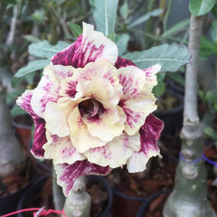 Golden Year Desert Rose