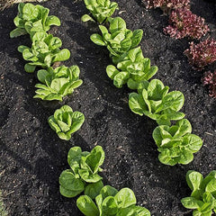 Little Gem Lettuce Seeds Grows Adorable Mini Romaine Lettuce Heads Vegetable Seeds for Planting