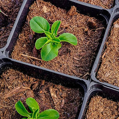 Buttercrunch Lettuce Seeds- Vegetable Seeds for Planting