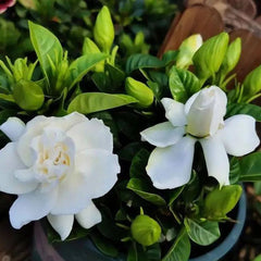 Big Leaf Gardenia Seeds