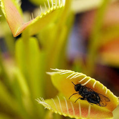 Venus Fly Trap Seeds Venus Flytrap Seeds for Planting Home Garden