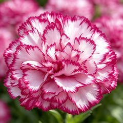 Pink White Picotee Carnation Seeds