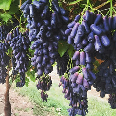 High Quaility Sapphire Grapes Seeds