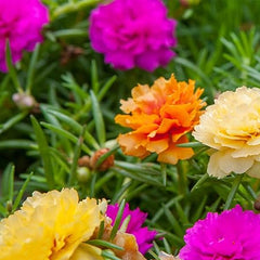 Moss Rose Seeds for Planting Outdoor Rare Purslane Seeds Succulent Ground Cover Plant Portulaca Oleracea Seeds