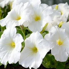 Annual Petunia Multiflora White Flower Seeds for Planting