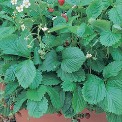 Mignonette Strawberry Seeds