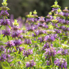 Lemon Bee Balm Flower