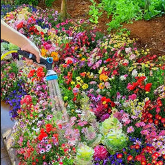 Mixed Perennial Flowers Seeds