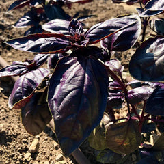 Amethyst Improved Purple Basil