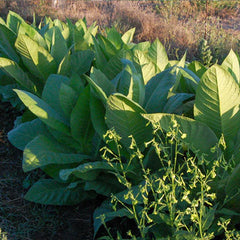 Virginia Tobacco Seed (Tabacum species)