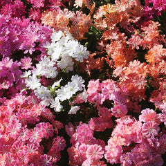 Lewisia, Elise Mix
