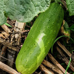 Crawling Cucumbers Seeds