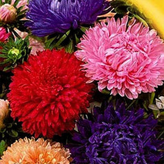 Peony Aster Mix for Planting