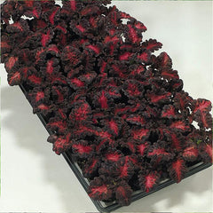 Annual Coleus Black Dragon Foliage Indoor Or Outdoor House Plant Flower Seed