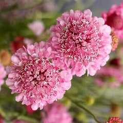 Perennial Rose Scabiosa Pincushion Flower Seeds for Planting
