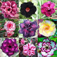 Mixed Color Desert Rose Seeds to Grow Adenium Obesum Seeds