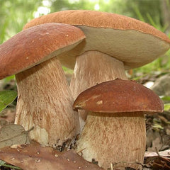 Porcini Mushroom King Bolete Mycelium Spawn Dried Spores Kit for Planting Non GMO