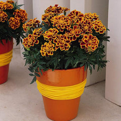 Annual Tagetes Patula Durango Flame French Marigold Garden Flower Seed for Planting