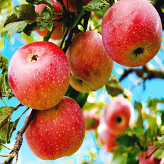 Red Apple Seed Large Perennial Outdoor Indoor Giant Bush