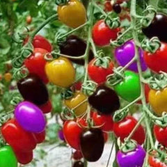 Colorful Cherry Tomatoes Seeds